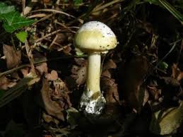 death-cap-mushroom