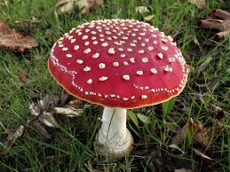 fly-agaric-mushroom