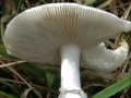 destroying-angel-mushroom