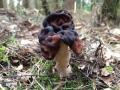 false-morel