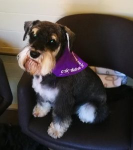 schnauzer dog and bone grooming