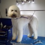 How muc does dog grooming cost. Cost of grooming. Grooming poodle cost