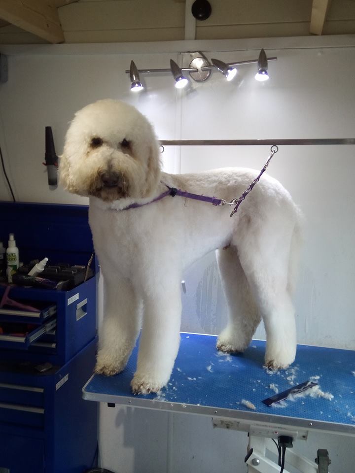 How Much does Dog Grooming Cost ? | Dog and Bone Dog Grooming Services