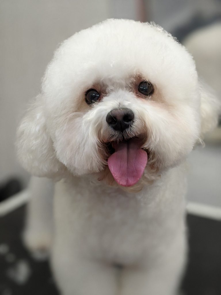 Bichon Frise Happy dog