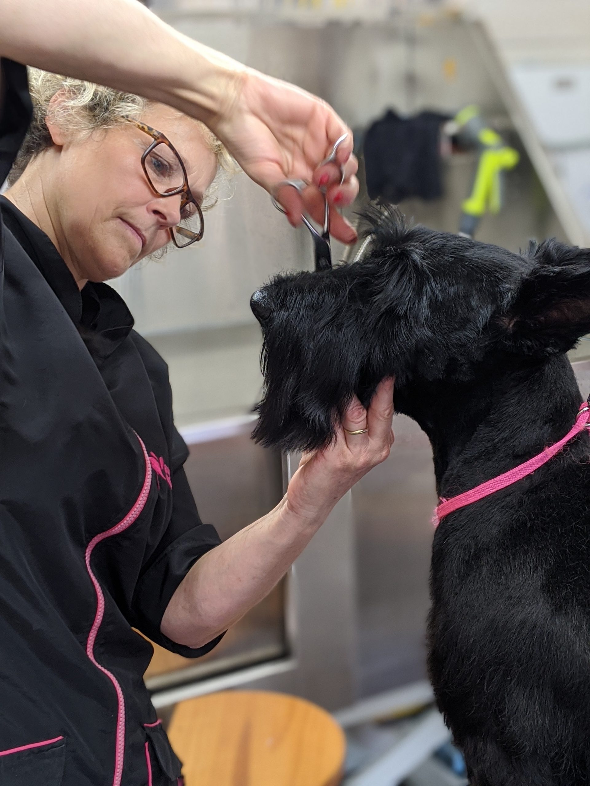 Dog on sale grooming training