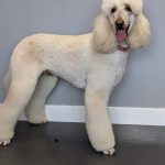 Poodle Grooming at Dog and Bone Groomers. Breed Standard and pet trims by qualified groomer in SA33
