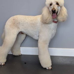 Poodle Grooming at Dog and Bone Groomers. Breed Standard and pet trims by qualified groomer in SA33