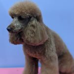 Hand Scissored or Clipped poodle coats at Dog and Bone Grooming. IPET level 3 Diploma qualified Industry recognised qualification
