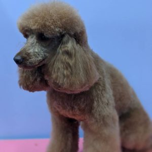 Hand Scissored or Clipped poodle coats at Dog and Bone Grooming. IPET level 3 Diploma qualified Industry recognised qualification