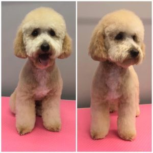 Miixed breed , Cavapoo, Cockerpoo, cavashon, maltipoo , dog grooming at dog and bone grooming