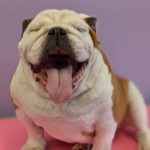 Happy dogs, smooth coated bulldogs at Dog and Bone Grooming Carmarthenshire