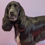 Spaniel Dog grooming at Dog and Bone Grooming Sa33 Carmarthenshire