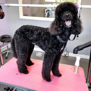 Poodle Dog Grooming Traditional Breed Dog grooming at Dog and Bone Grooming Carmarthenshire SA33