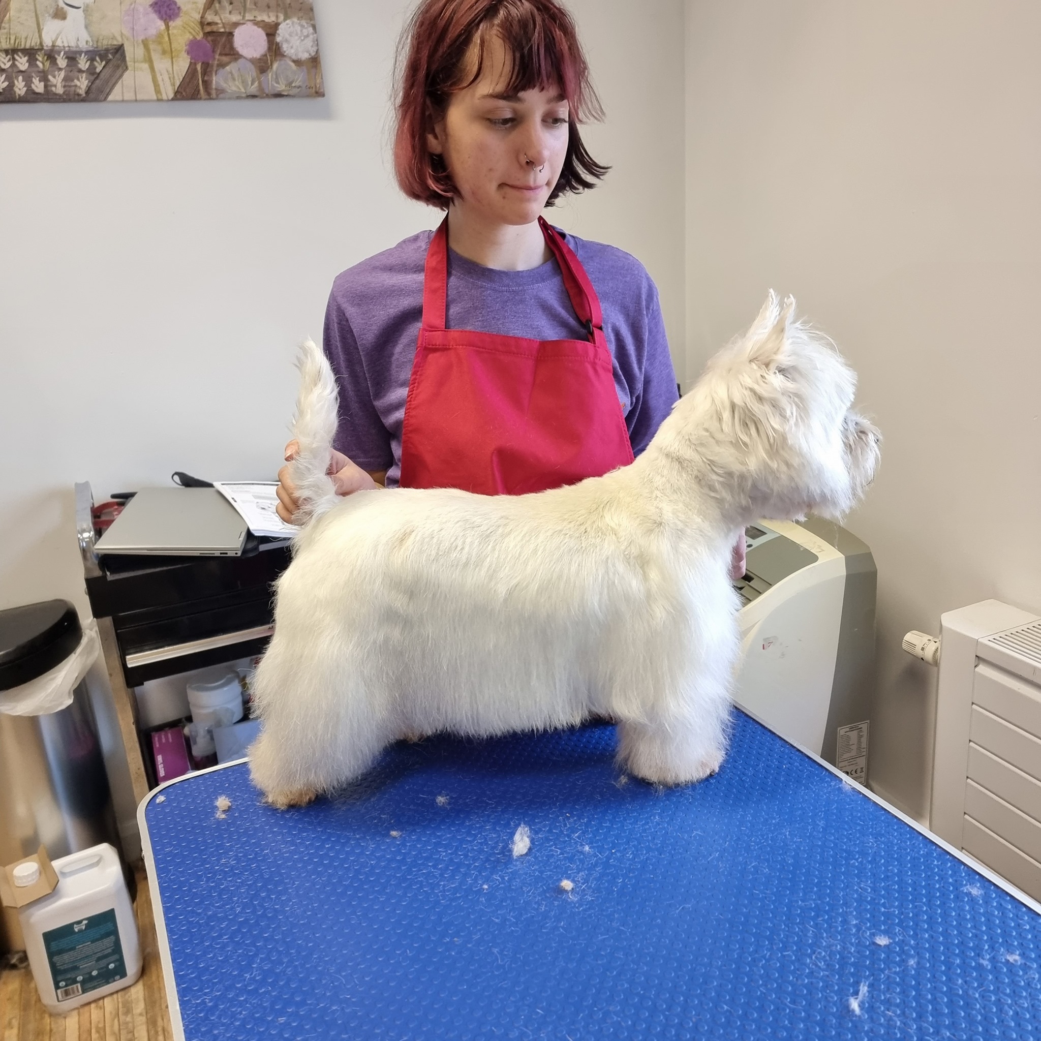 West Highland Terrier. Dog Grooming. Dog Grooming courses. Dog Grooming training