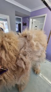 MAtted dog golden doodle labradoodle