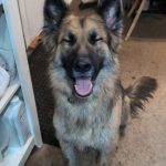 Dirty Dog , one to one dog grooming in Carmarthen at Dog and Bone Grooming