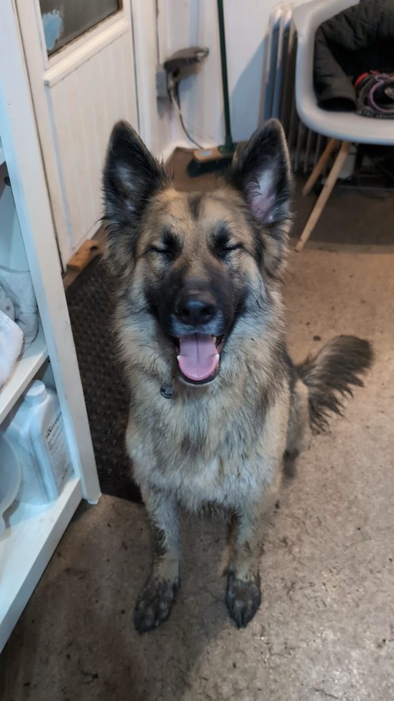 Dirty Dog , one to one dog grooming in Carmarthen at Dog and Bone Grooming