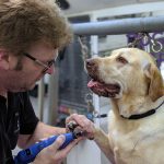 Nail trimming at Dog and Bone Grooming, one to one service carmarthenshire