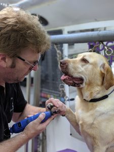 Nail trimming at Dog and Bone Grooming, one to one service carmarthenshire