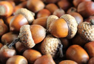 Acorns shown are poisonous for dogs . they contain toxins