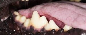 Close-up of dog's teeth and tongue.