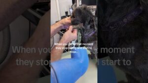 Nervous Shihtzu Dog Grooming Carmarthen Calm dog enjoying low-stress grooming in Carmarthenshire