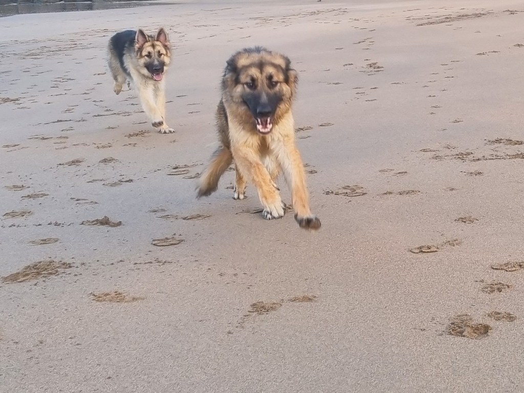 Two German Shepherds enjoying Carmarthenshire dog friendly Beaches. An expert guide to Dog Health and Safety on Carmarthenshire dog friendly beaches