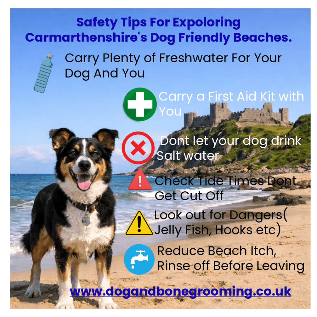 Dog Friendly Beaches in Carmarthen :A safety and care Guide provided by dog and bone grooming professional dog groomers located in carmarthenshire